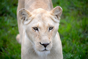 Fototapeta premium South Africa