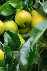 Fresh pears on a branch in the green leaves