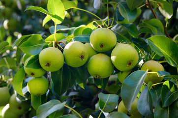 Fresh pears on a branch in the green leaves