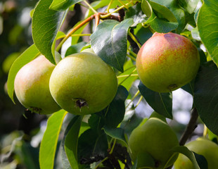 Fresh pears on a branch in the green leaves