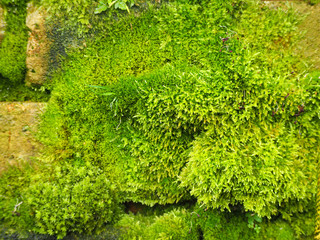 Fototapeta premium thick moss on the old stones