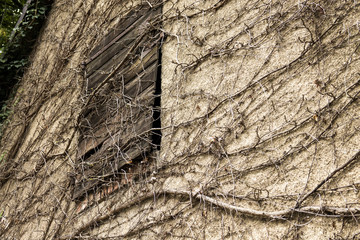 Fassade mit vertrockneter Kletterpflanze