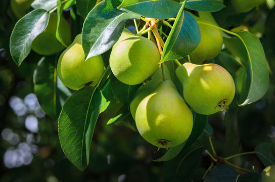 Fresh pears on a branch in the green leaves