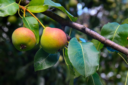 Two ripe pears with red sidled hanging on a tree branch with leaves