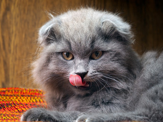 Naklejka na ściany i meble Grey, fluffy kitten licking pink tongue