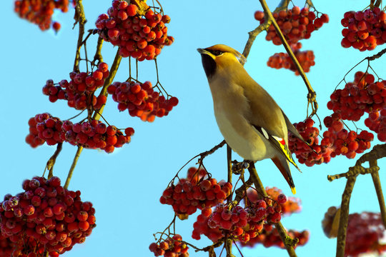 Waxwing among the red berries of mountain ash