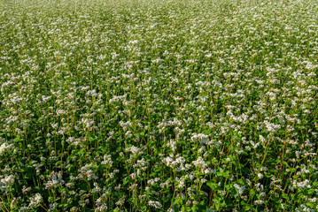 buckwheat flowers field background