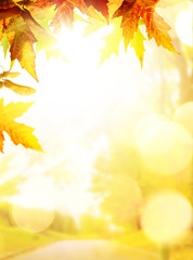 Naklejka na ściany i meble art autumn backgrounds with yellow leaves