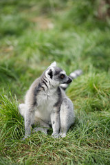 Sitting Lemur