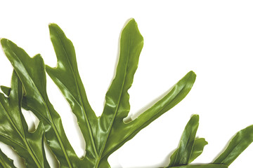 Close up Section Patterns and Textures of Leaf Ends