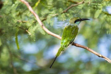 Smaragdspint Bundala National Park Sri Lanka