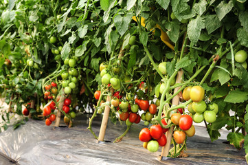Tomato cultivation asia style.