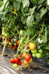 Tomato cultivation asia style.
