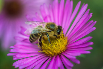 Bee on purple flower close-up