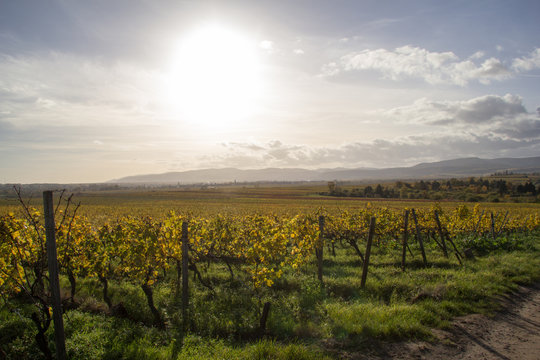 Weinberg Weisenheim am Sand  Pfalz
