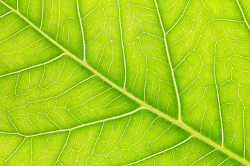 Fototapeta na wymiar Leaf texture or leaf background for design. Abstract green leaf.