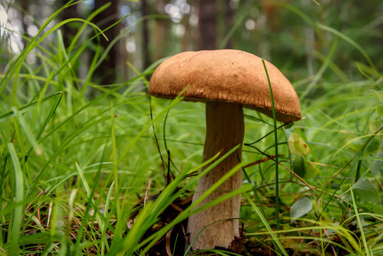 boletus mushroom forest grass