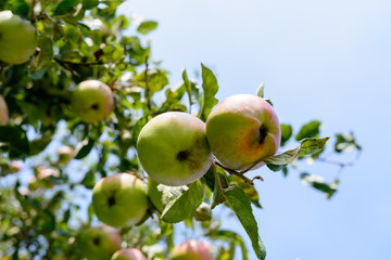 Apfel am Apfelbaum im Herbst