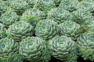 Fototapeta premium Plante grasse graptoveria à rosettes charnues, parc floral Paris