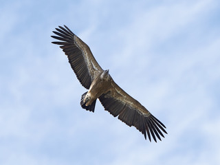 Griffon vulture (Gyps fulvus)