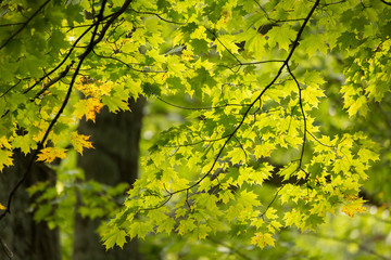 Fototapeta na wymiar Maple leaves In sun