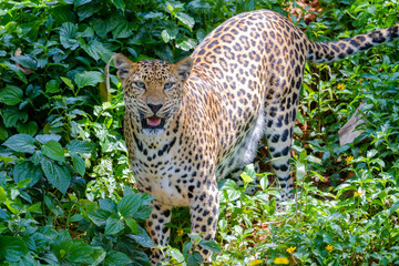 Jaguar is roaring.