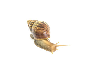 Closeup snail moving on floor isolated on white background with clipping path