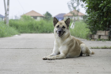 Thai dog lying on the cement floor