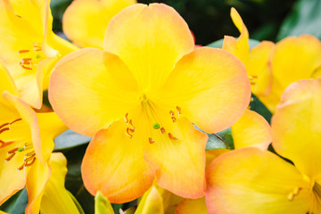 Fototapeta na wymiar Tropical yellow flowers in a park