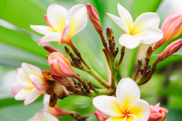 Obraz na płótnie Canvas Plumeria or frangipani flower, yellow white and pink petals