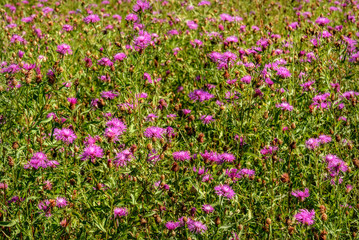 pink cornflowers wild flowers meadow