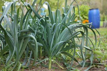 Leeks growing on soil home gardening.