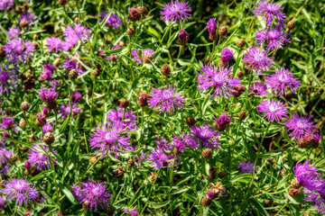 Obraz premium pink cornflowers wild flowers meadow