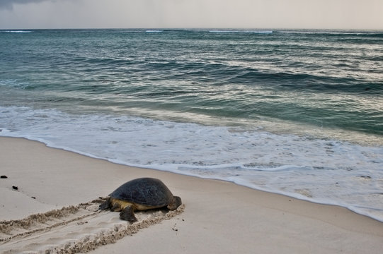 Sea turtle on the beach in Diani Beach, Kenya