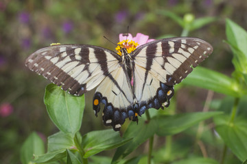 A swallowtail butterfly on a zinnia flower.