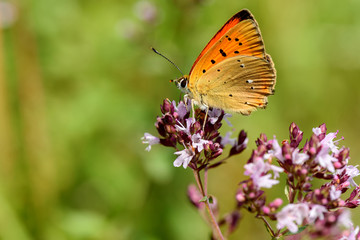 butterfly flower closeup Lycaena virgaureae