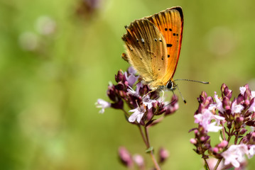 butterfly flower closeup Lycaena virgaureae