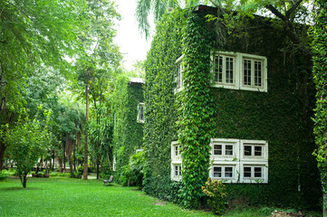 White window covered with green ivy