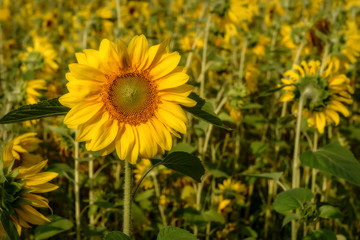 sunflower flower closeup yellow