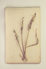 Withered wheat stem on stained vintage paper