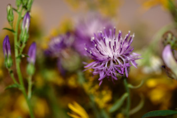 pink wild flowers meadow cornflower