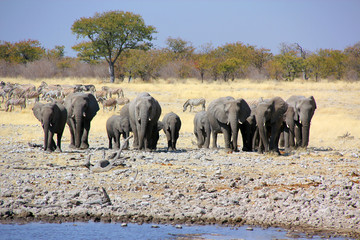 Obraz premium Herd of elephants approaching at waterhole