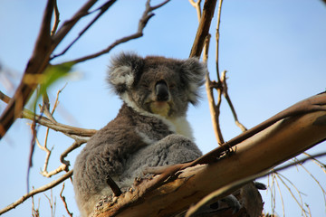Tasmanian Koala sitting in a tree with blue sky background