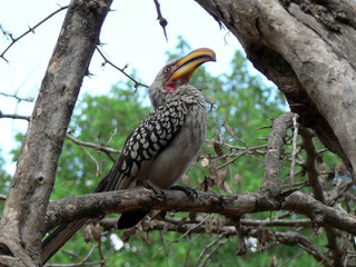 Southern Yellow-billed Hornbill