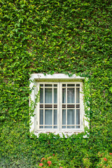 Fototapeta na wymiar White window covered with green ivy