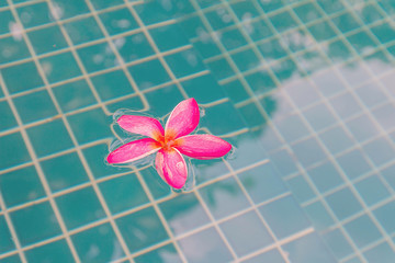Flowers in the pool