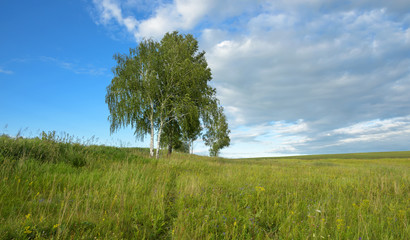 Fototapeta na wymiar Birches in the meadow