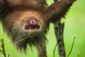 Portrait of Two-toed Sloth