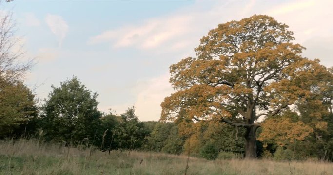 Autumn in Epping Forest, England; video pan