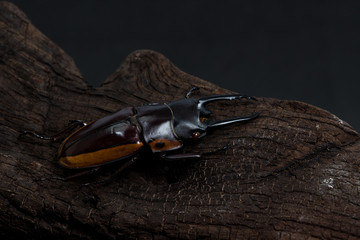 Orange Striped Stag Beetle on stump wood